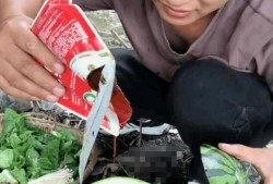 网红打假吃瓜是谁发明的