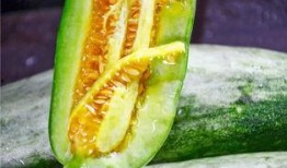西藏网红吃瓜,揭秘高原美食背后的故事