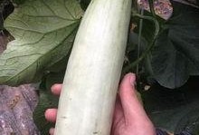 吃网红的瓜网站,吃瓜网站带你领略幕后风云