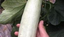 吃网红的瓜网站,吃瓜网站带你领略幕后风云