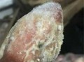 如何爆料发霉的食品呢视频,如何有效爆料发霉食品