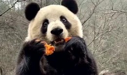 娱乐吃瓜大熊猫视频,一场娱乐吃瓜盛宴