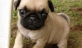 巴哥在哪发的爆料啊视频,揭秘视频背后的精彩故事