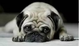 巴哥在哪发的爆料啊视频,揭秘视频背后的精彩故事