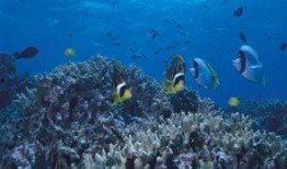 新版海洋地形爆料视频,震撼爆料视频深度解析