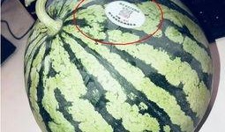 西藏网红吃瓜,揭秘高原美食背后的故事