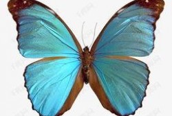 蓝 蝴蝶在线观看,穿越时空的美丽邂逅