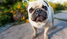 巴哥在哪发的爆料啊视频,揭秘视频背后的精彩故事