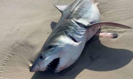 鲨鱼最新爆料视频大全集,揭秘海洋深处的秘密与奇观